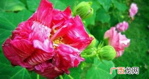 十月开花图片大全 十月开什么花最漂亮