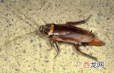 动物中的四害是指什么 四害是什么意思