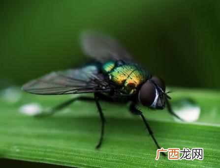 动物中的四害是指什么 四害是什么意思