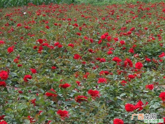玉树花怎么种？玉树花的种植方法
