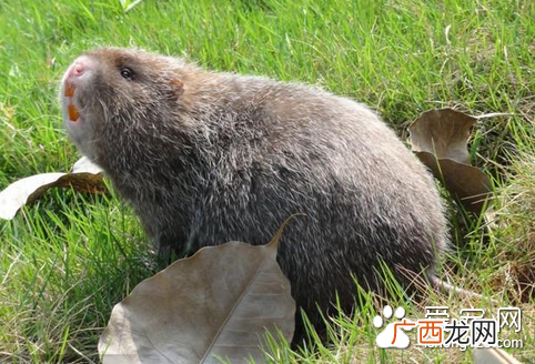 豪猪养殖 特种动物养殖品种
