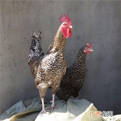 特种养殖种类大全 特种动物养殖有哪些