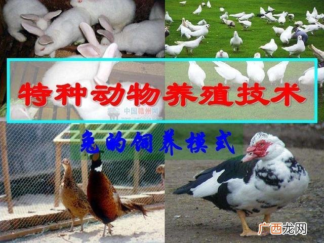 特种养殖种类大全 特种动物养殖有哪些