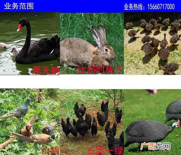 特种养殖种类大全 特种动物养殖有哪些