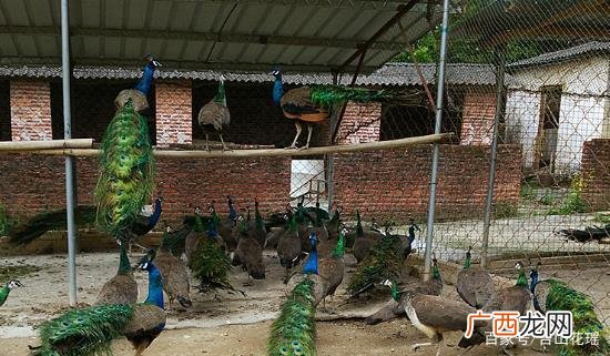 豪猪养殖 特种动物养殖现状