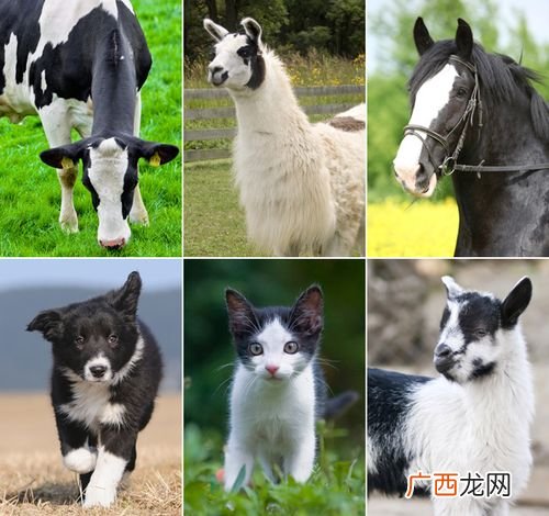 利润高的特种养殖 特种养殖的种类