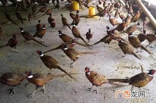 规模养殖场 特种养殖市场