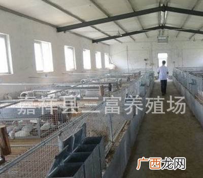 兔子品种大全 兔子的养殖条件