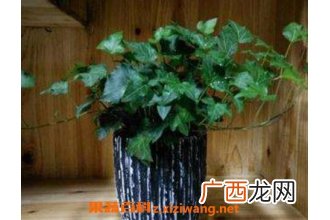 常春藤怎么繁殖 常春藤扦插繁殖方法