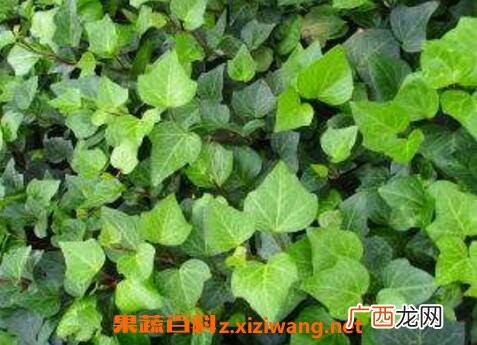 常青藤怎么养 常青藤的养殖方法和注意事项