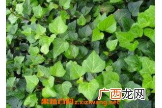 常青藤怎么养 常青藤的养殖方法和注意事项