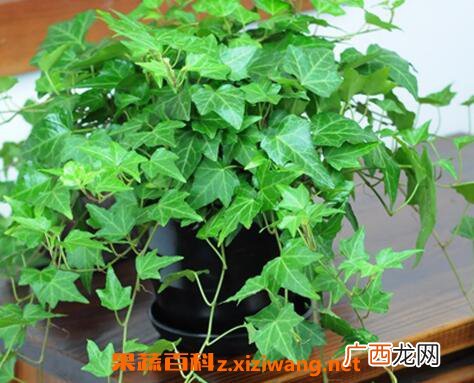 常青藤怎么养 常青藤的养殖方法和注意事项