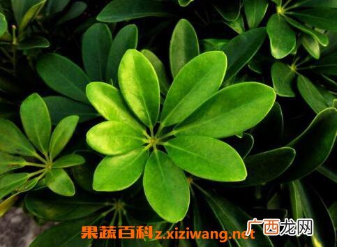 鸭脚木的功效与作用