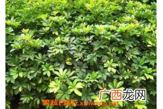 鸭脚木的功效与作用