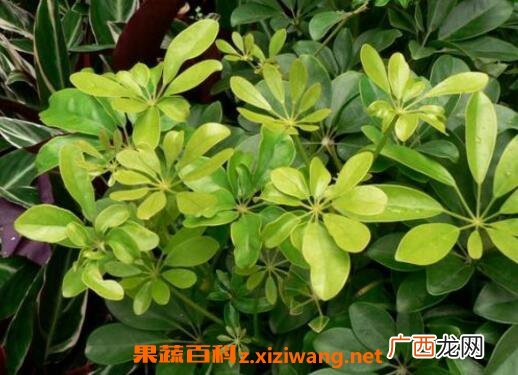 鸭脚木的养殖方法 养殖鸭脚木的注意事项