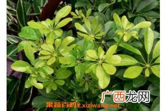 鸭脚木的养殖方法 养殖鸭脚木的注意事项