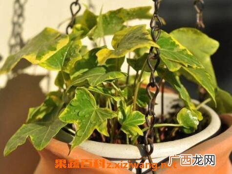 金边常春藤如何养殖 金边常春藤的养殖方法
