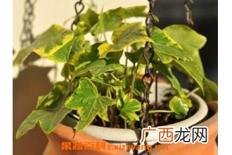金边常春藤如何养殖 金边常春藤的养殖方法