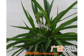 什么植物吸收甲醛最好 室内吸甲醛最好的植物