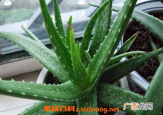 什么植物吸收甲醛最好 室内吸甲醛最好的植物