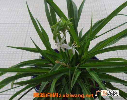 什么植物吸收甲醛最好 室内吸甲醛最好的植物