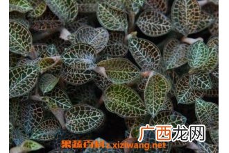 如何自己繁殖金线莲 金线莲栽培技术