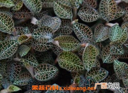 如何自己繁殖金线莲 金线莲栽培技术