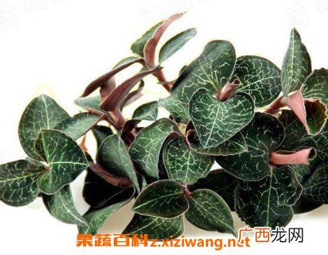 如何自己繁殖金线莲 金线莲栽培技术