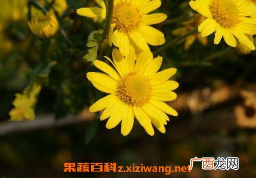 野菊花的功效与作用 野菊花的副作用