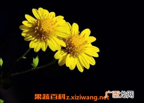野菊花的功效与作用 野菊花的副作用