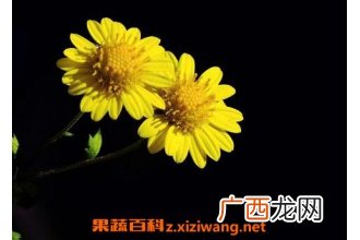 野菊花的功效与作用 野菊花的副作用