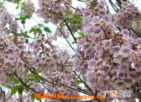 泡桐树和梧桐树的区别