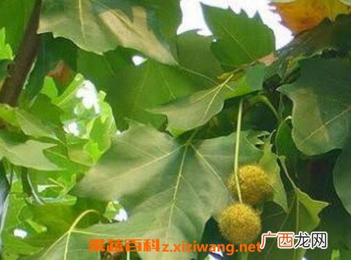 泡桐树和梧桐树的区别