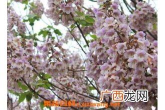 泡桐树和梧桐树的区别