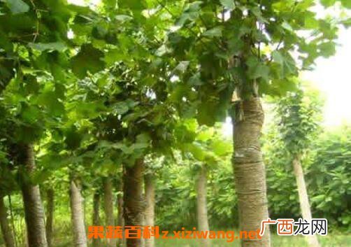 法国梧桐树的功效与作用