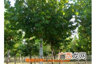 法国梧桐树的功效与作用