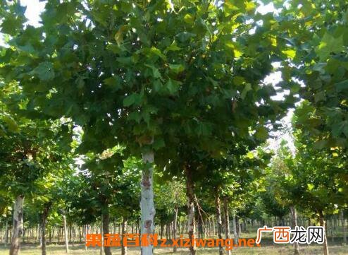 法国梧桐树的功效与作用