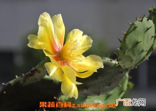 仙人掌花能吃吗 仙人掌花怎么食用