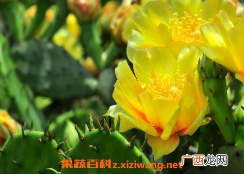 仙人掌花能吃吗 仙人掌花怎么食用