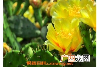仙人掌花能吃吗 仙人掌花怎么食用