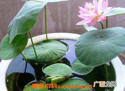 水培睡莲如何操作 水培睡莲无土方法步骤