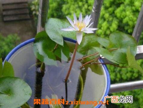 水培睡莲如何操作 水培睡莲无土方法步骤
