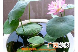 水培睡莲如何操作 水培睡莲无土方法步骤