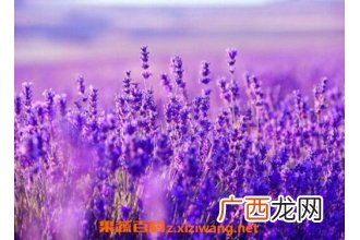 薰衣草怎么种 薰衣草的种植方法技巧