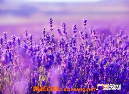 薰衣草怎么种 薰衣草的种植方法技巧