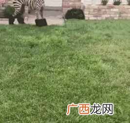海尔兄弟为什么只穿内裤（是什么原因海尔兄弟