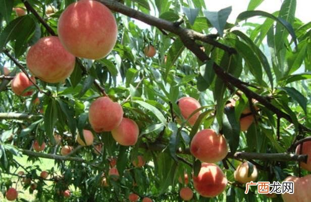 四川达州七星椒卤菜怎样加盟,成都卤菜排名前十名加盟店
