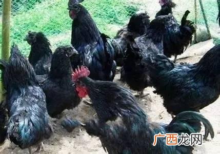 四川达州七星椒卤菜怎样加盟,成都卤菜排名前十名加盟店