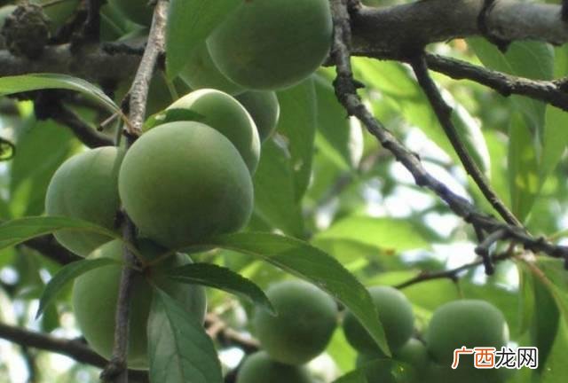 四川达州七星椒卤菜怎样加盟,成都卤菜排名前十名加盟店