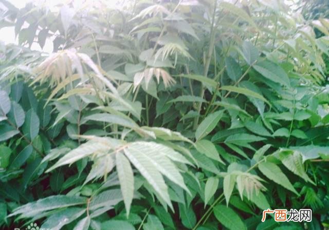 四川达州七星椒卤菜怎样加盟,成都卤菜排名前十名加盟店